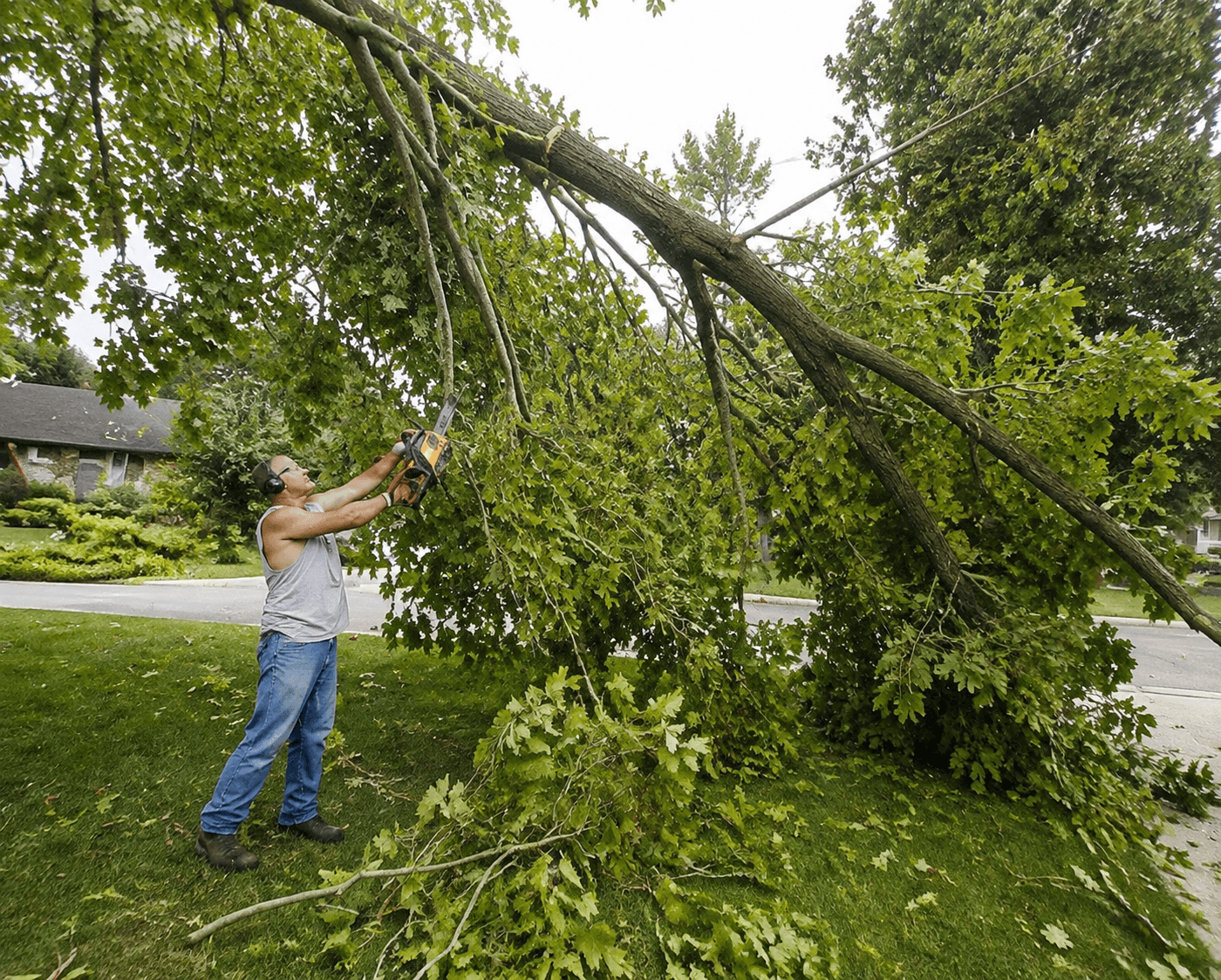 A man wearing safety headphones uses a chainsaw to cut a large fallen tree